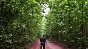 Forêt À Vendre