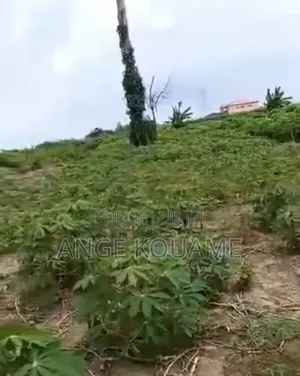 Terrain 250m2 Avec Acd en Vente À Bonoua