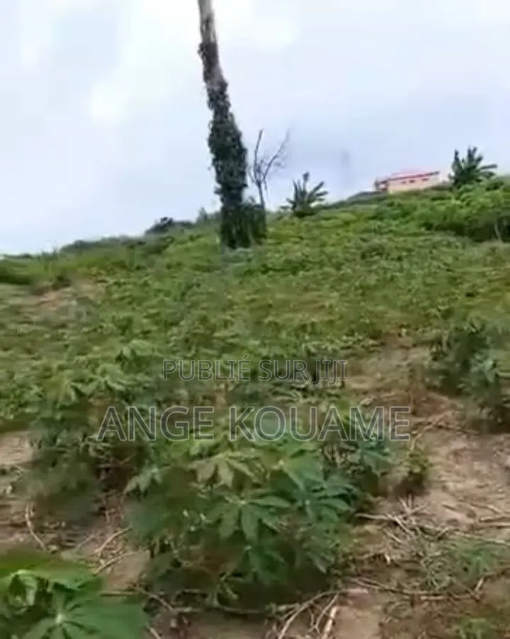 Terrain 250m2 Avec Acd en Vente À Bonoua