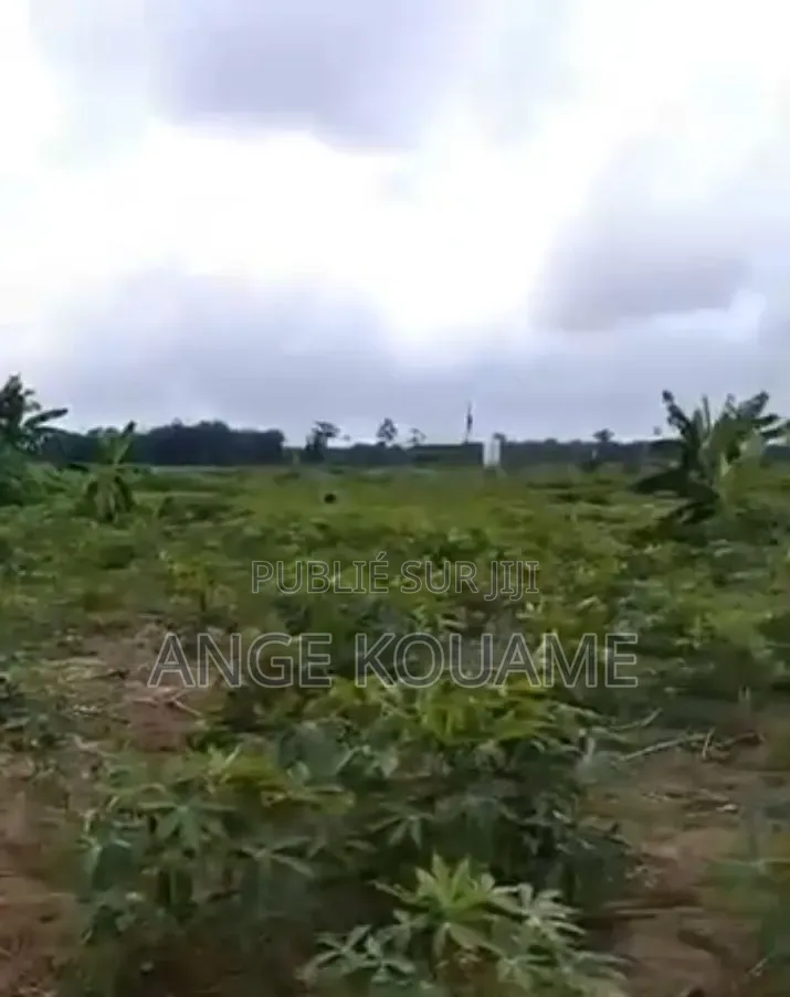 Terrain 250m2 Avec Acd en Vente À Bonoua