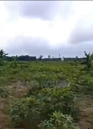 Terrain 250m2 Avec Acd en Vente À Bonoua