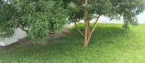 Terrain en Vente a Cocody Riviera Golf 4