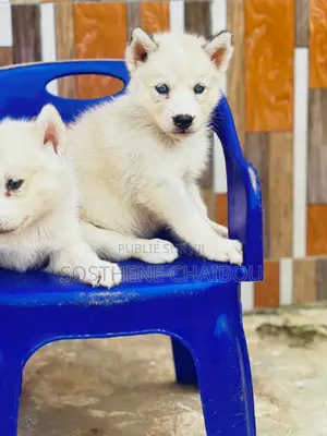 1-3 mois Homme Pure race Siberian Husky
