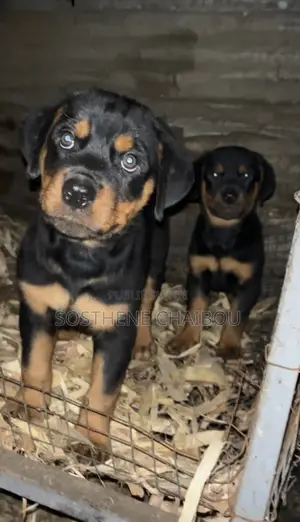 1-3 mois Homme Pure race Rottweiler