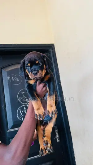 1-3 mois Homme Pure race Rottweiler