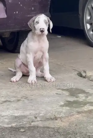 1-3 mois Homme Pure race Great Dane