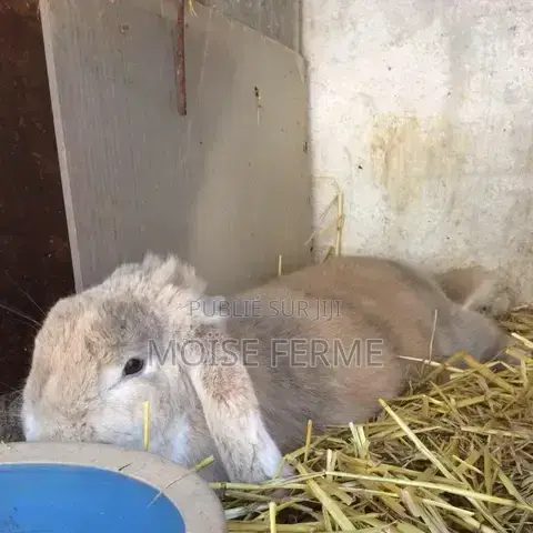 Élevage De Lapin À Daloa