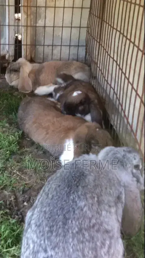 Élevage De Lapin À Daloa