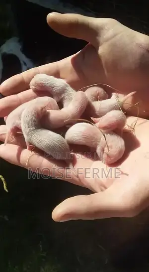 Élevage De Lapin À Daloa