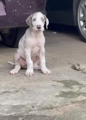 1-3 mois Homme Pure race Great Dane