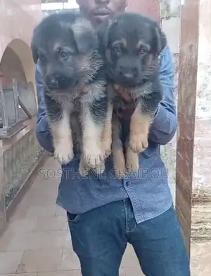 0-1 mois Homme Pure race German Shepherd