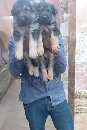 0-1 mois Homme Pure race German Shepherd