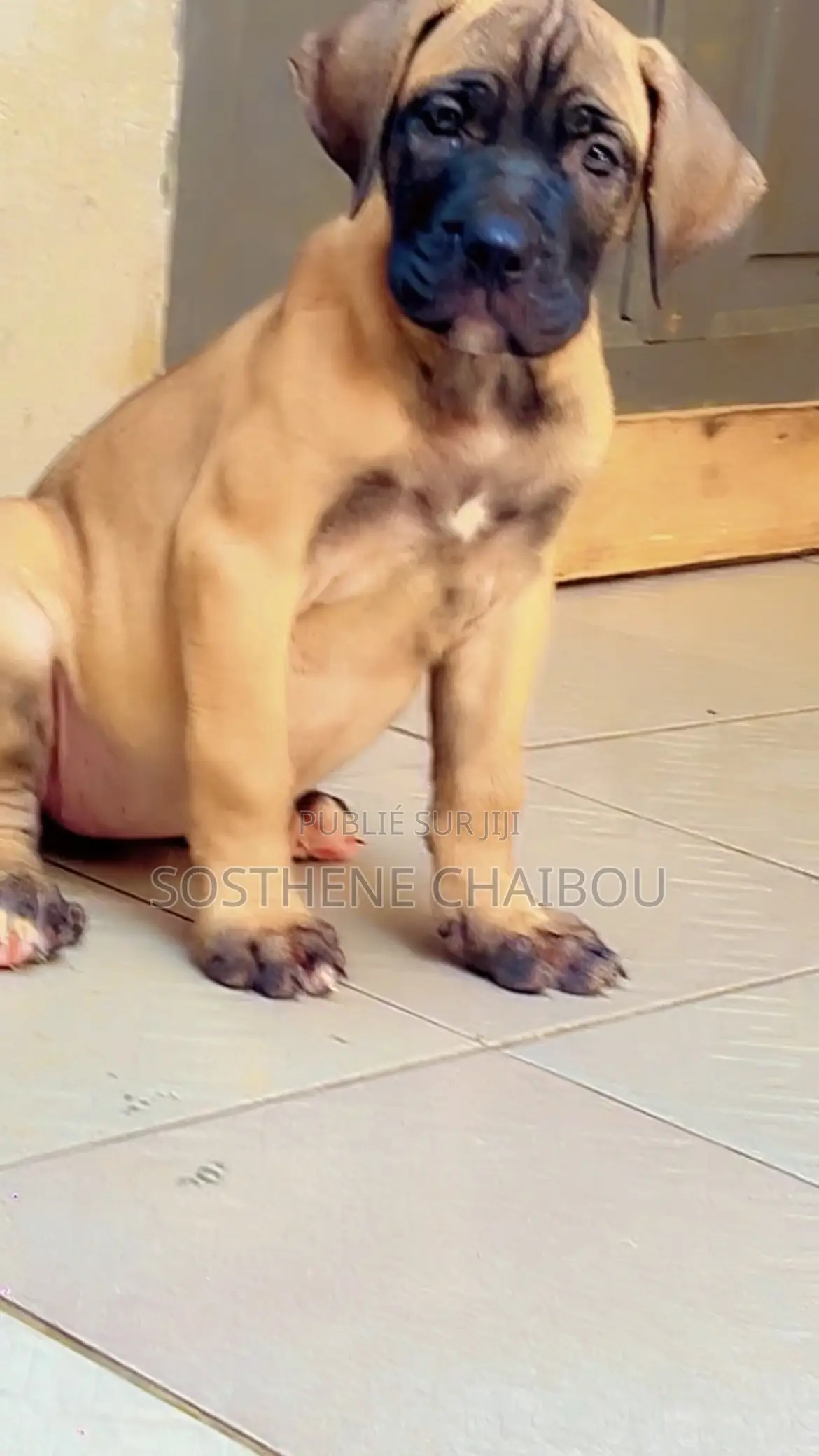 1-3 mois Femme Pure race Boerboel