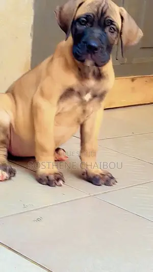 1-3 mois Femme Pure race Boerboel