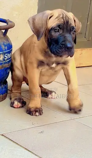 1-3 mois Femme Pure race Boerboel
