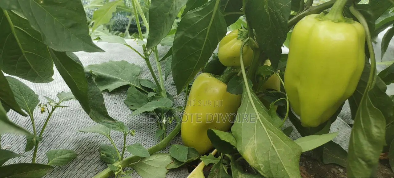 Filet d'Ombrage 70 % AGROTEX 4 × 50 M