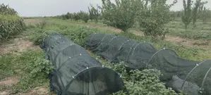Filet d'Ombrage 70 % AGROTEX 4 × 50 M