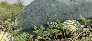 Filet d'Ombrage 70 % AGROTEX 4 × 50 M