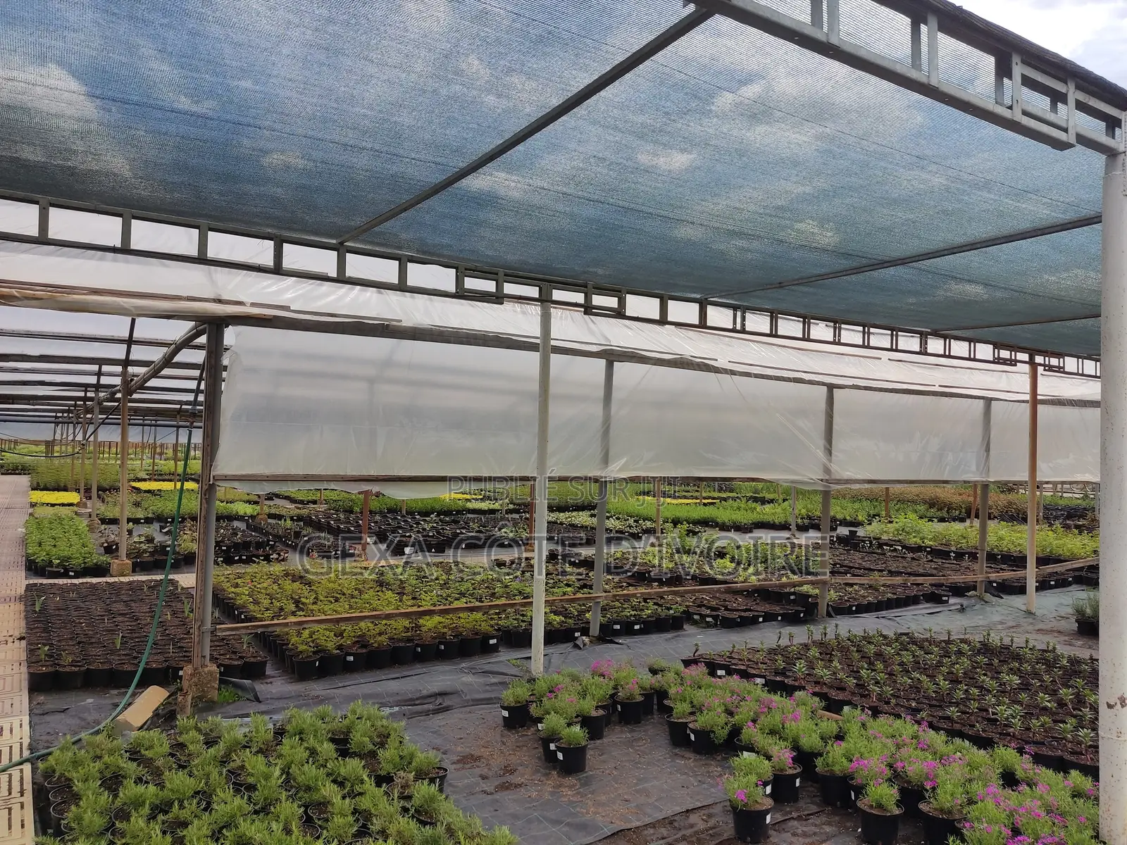 Filet d'Ombrage 80 % AGROTEX 3 × 50 M