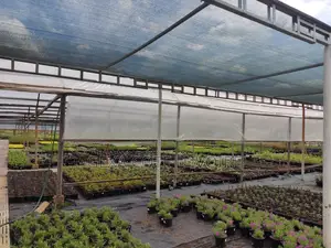 Filet d'Ombrage 80 % AGROTEX 3 × 50 M