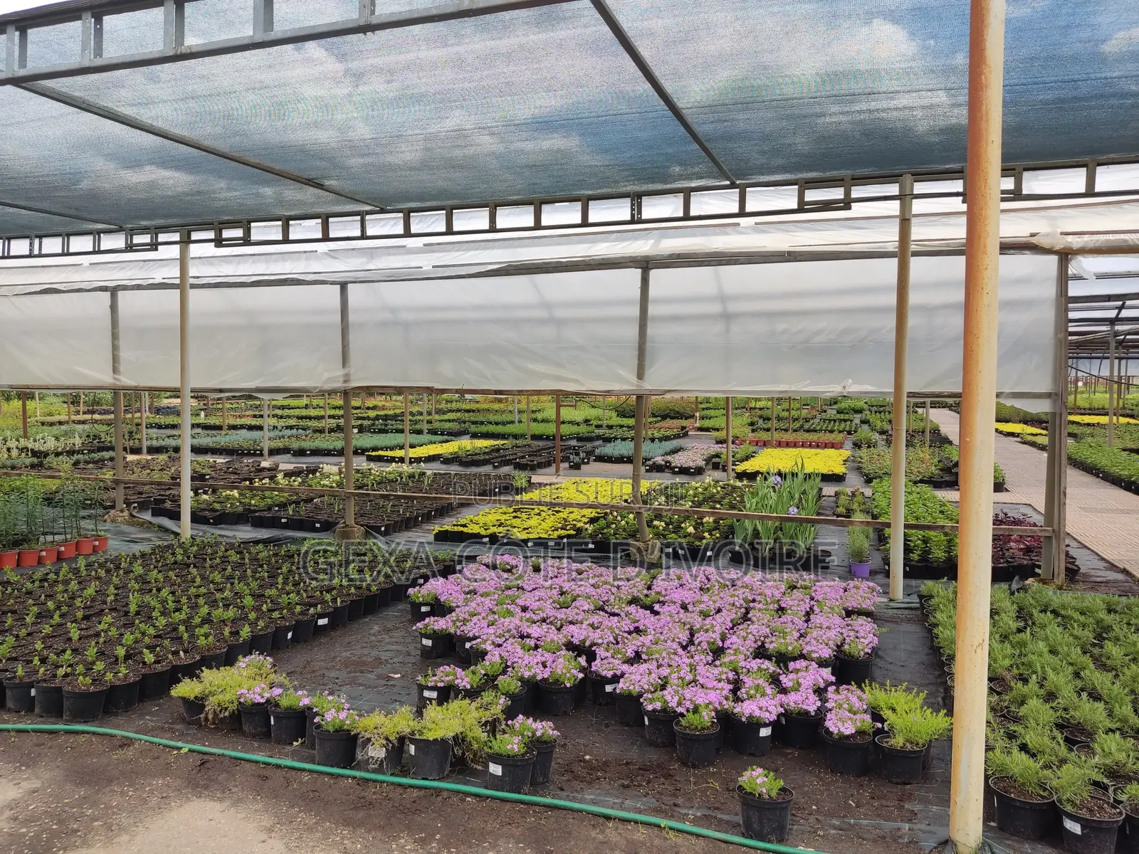 Filet d'Ombrage 80 % AGROTEX 3 × 50 M