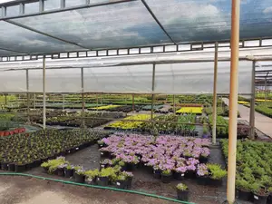 Filet d'Ombrage 80 % AGROTEX 3 × 50 M