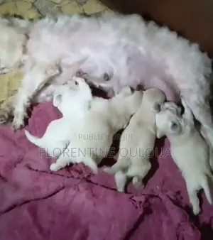 1-3 mois Femme Pure race Bichon Frise