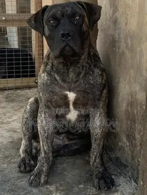 Plus d’un an Homme Pure race Boerboel