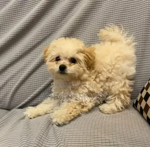 1-3 mois Femme Pure race Maltipoo