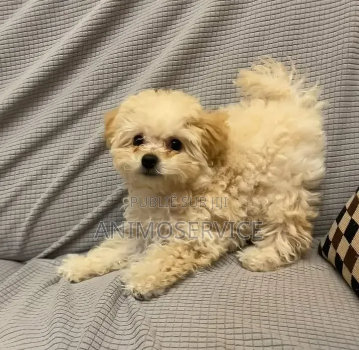 1-3 mois Femme Pure race Maltipoo