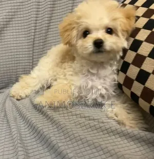 1-3 mois Femme Pure race Maltipoo