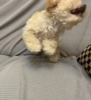 1-3 mois Femme Pure race Maltipoo