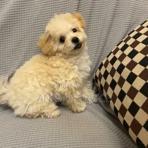 1-3 mois Femme Pure race Maltipoo