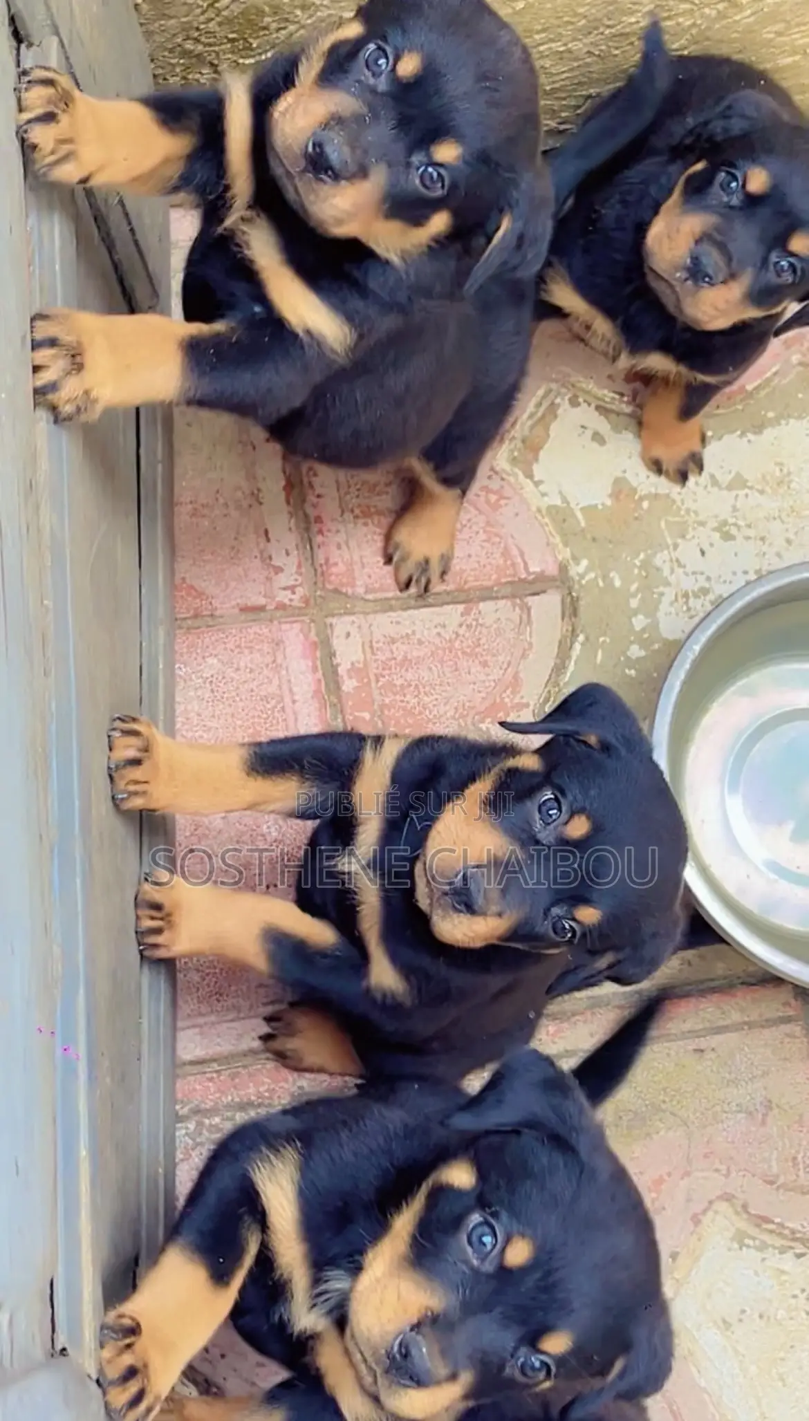 1-3 mois Homme Pure race Rottweiler