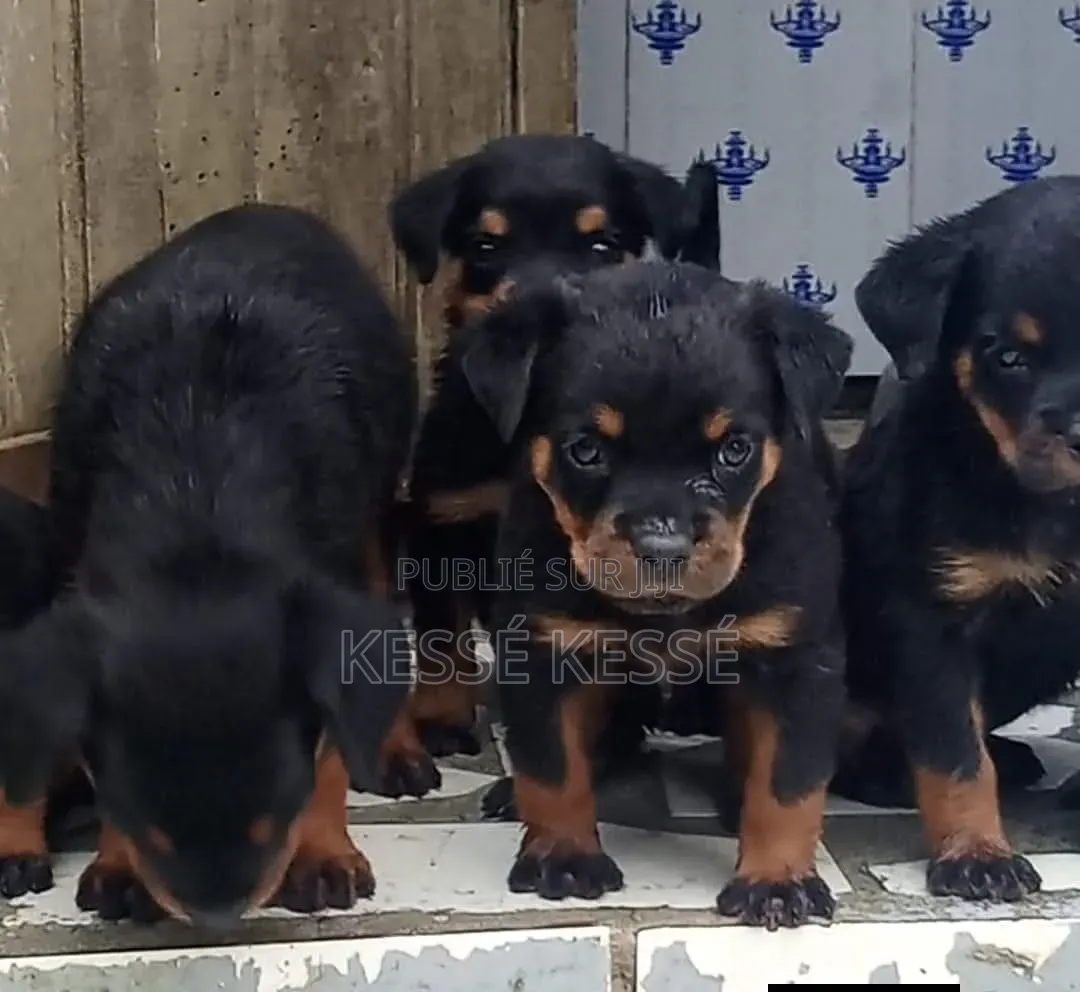 1-3 mois Homme Pure race Collie