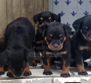 1-3 mois Homme Pure race Collie