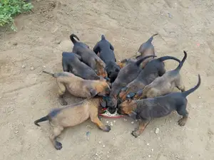 1-3 mois Homme Pure race Belgian Malinois