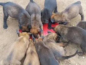 1-3 mois Homme Pure race Belgian Malinois