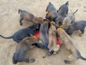 1-3 mois Homme Pure race Belgian Malinois
