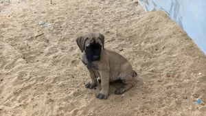 1-3 mois Homme Pure race Boerboel