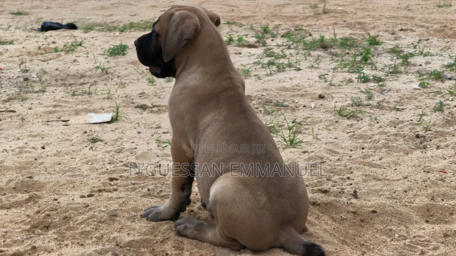 1-3 mois Homme Pure race Boerboel