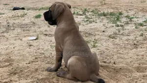 1-3 mois Homme Pure race Boerboel