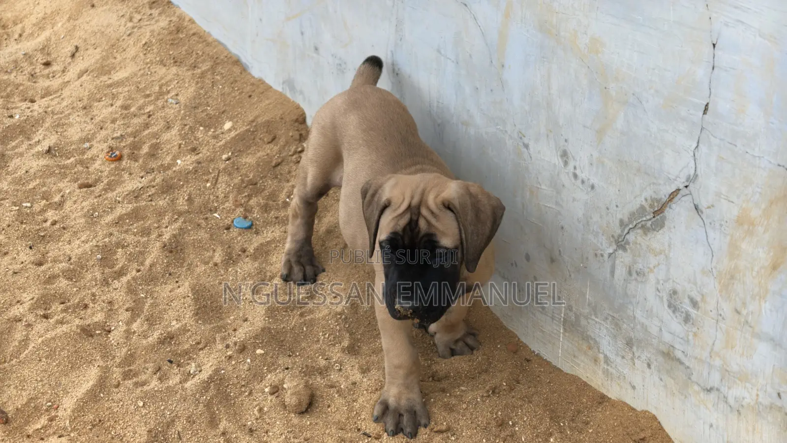 1-3 mois Homme Pure race Boerboel