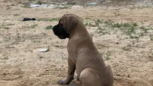 1-3 mois Homme Pure race Boerboel