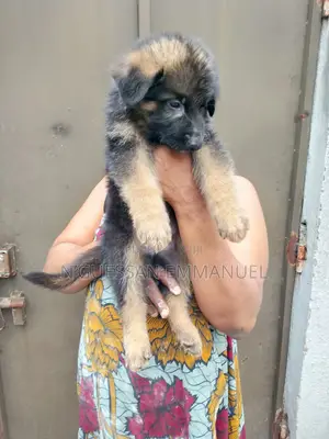 1-3 mois Homme Pure race Belgian Sheepdog
