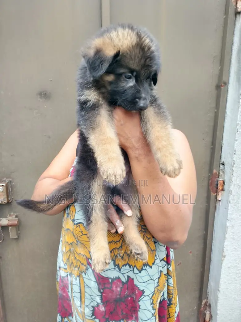 1-3 mois Homme Pure race Belgian Sheepdog