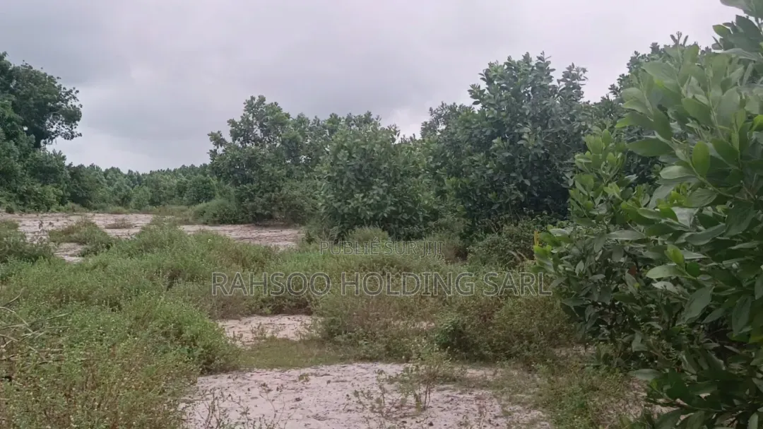 Autoroute Bassam-Assinie Vente De 100 Lots De 500 M2, Avec Acd
